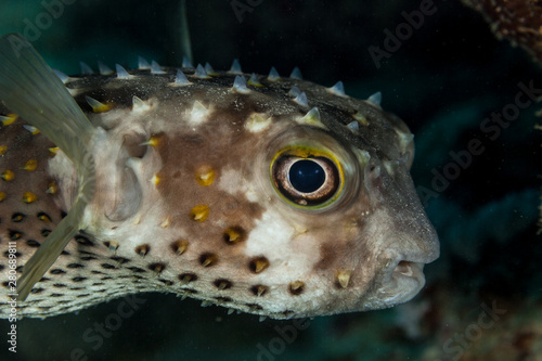 Cyclichthys spilostylus, known commonly as the spotbase burrfish or yellowspotted burrfish