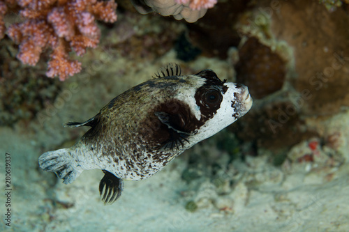 The masked puffer, Arothron diadematus