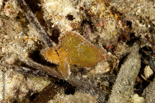 Leaf scorpionfish, Taenianotus triacanthus photo