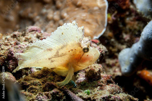 Leaf scorpionfish  Taenianotus triacanthus