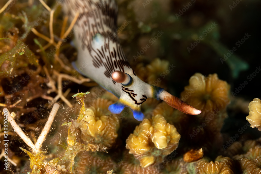 Obraz premium Lined Nembrotha, Nembrotha lineolata is a species of nudibranch, a sea slug, a marine gastropod mollusk in the family Polyceridae