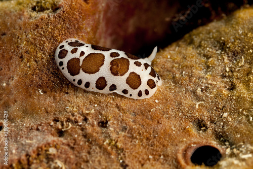 Leopard Star snail or Cow Snail, Peltodoris atromaculata, Discodoris atromaculata