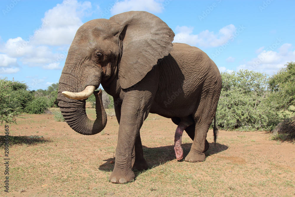 Obraz premium Afrikanischer Elefant / African elephant / Loxodonta africana