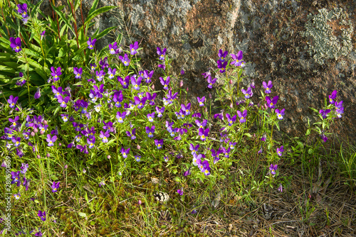 Flowers Pansies (tricolor violet) on the stones of the Hanko Peninsula. Nature of Finland