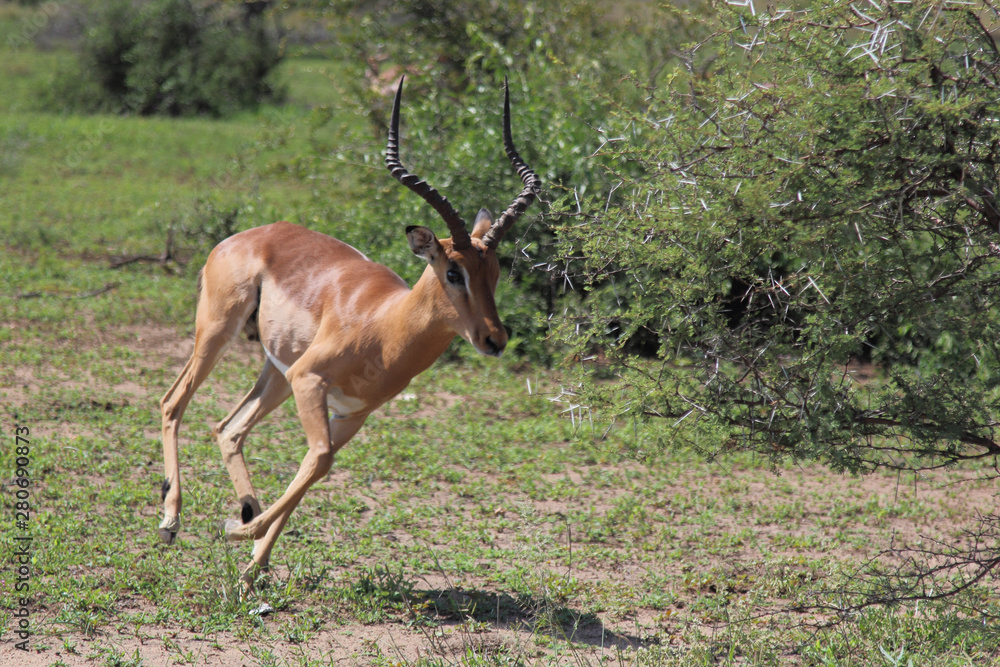 Schwarzfersenantilope / Impala / Aepyceros melampus. Schwarzfersenantilope / Impala / Aepyceros melampus.