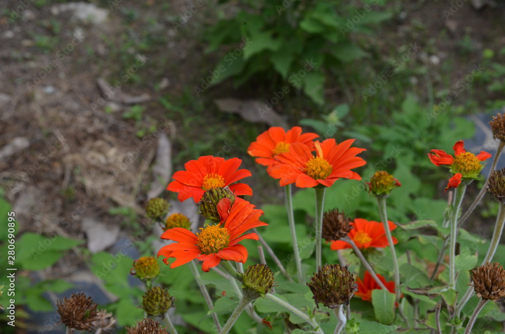 Flower in Garden Flower in Garden