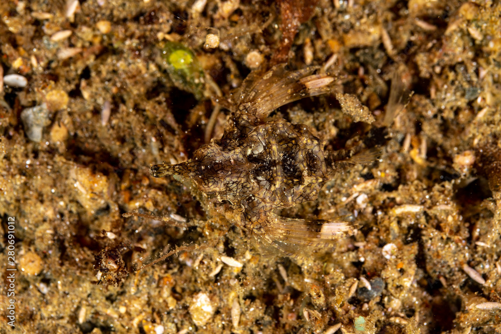 Little dragonfish or short dragonfish, Eurypegasus draconis, is a species of marine fish in the family Pegasidae