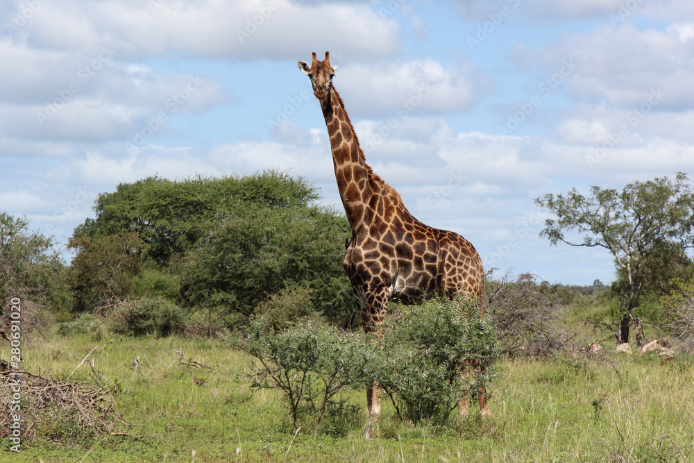 Giraffe / Giraffe / Giraffa Camelopardalis Giraffe / Giraffe / Giraffa Camelopardalis