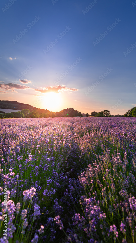 Fototapeta premium Sunset over lavender field