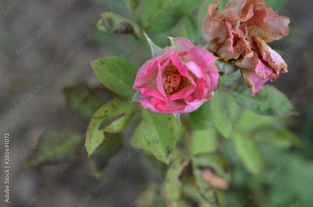 Flower in Garden Flower in Garden