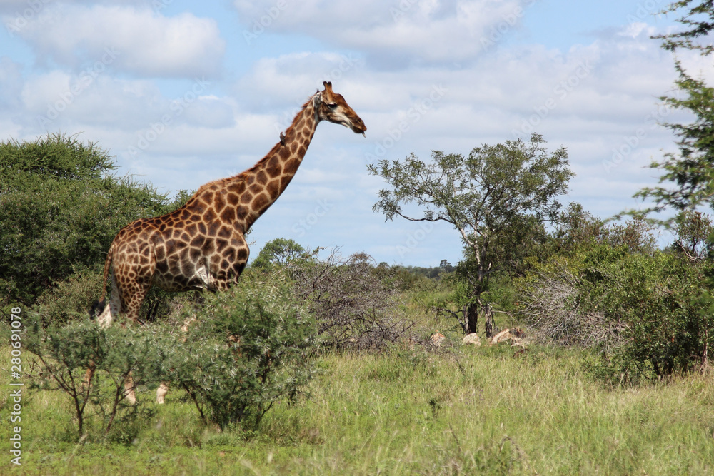 Fototapeta premium Giraffe / Giraffe / Giraffa Camelopardalis