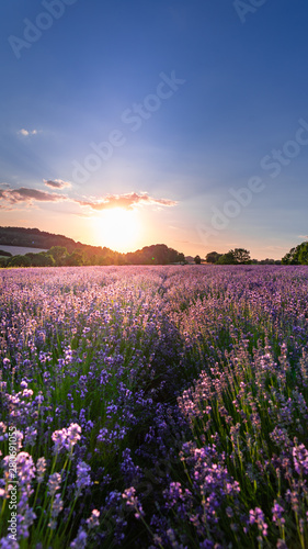 Sunset over lavender field