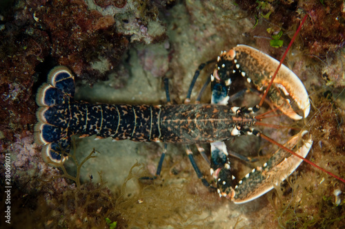 Homarus Lobster
