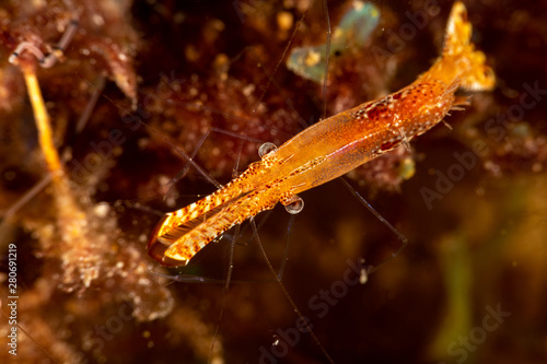 Long nose shrimp  Donald Duck Shrimp  Body length about 20 mm  Leander plumosus