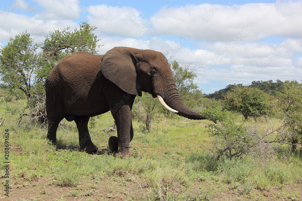 Fototapeta premium Afrikanischer Elefant / African elephant / Loxodonta africana