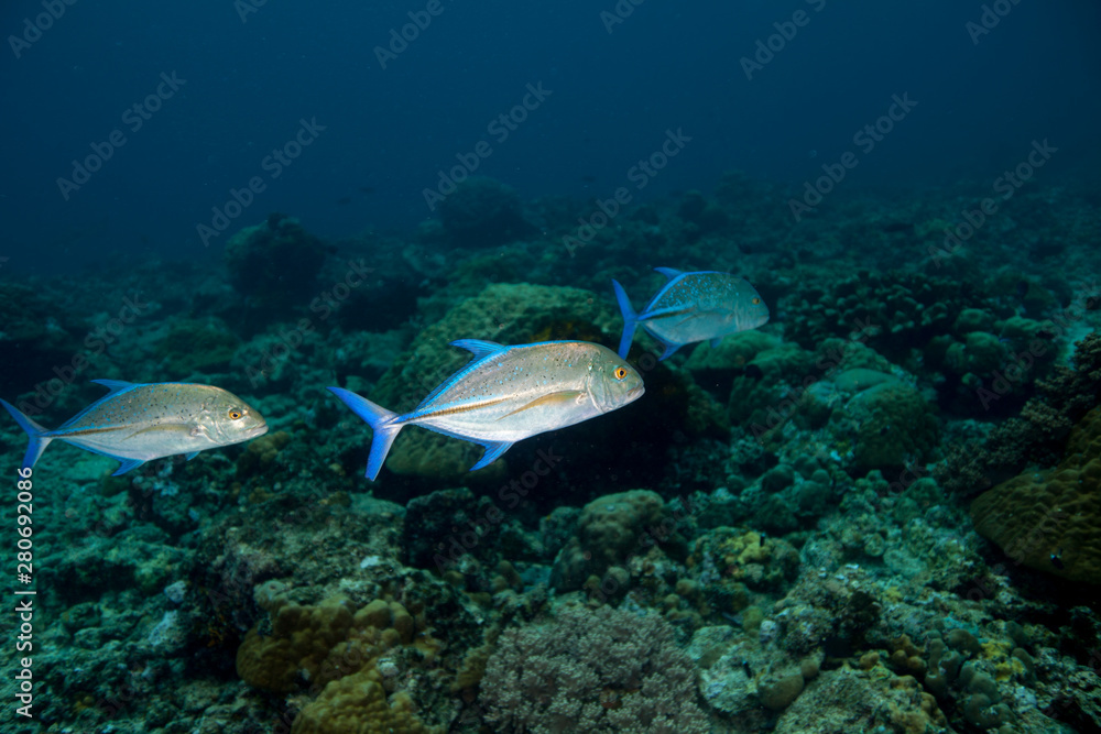 Fototapeta premium Bluefin Trevally - Caranx melampygus