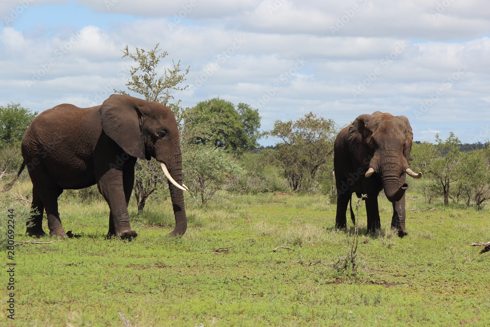 Afrikanischer Elefant / African elephant / Loxodonta africana Afrikanischer Elefant / African elephant / Loxodonta africana