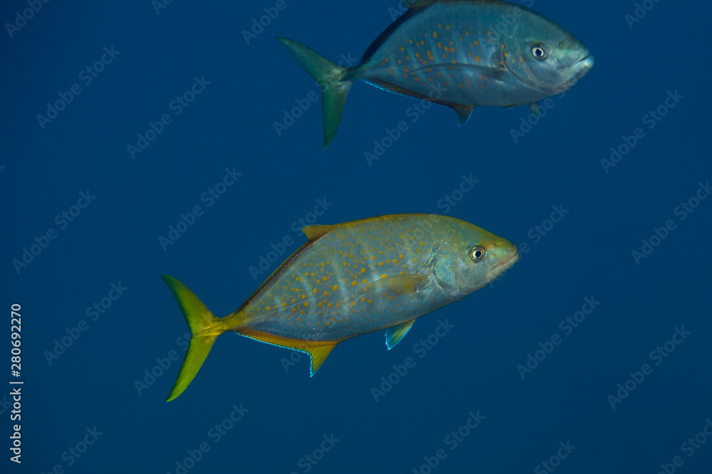 Naklejka premium Orangespotted Trevally - Carangoides bajad
