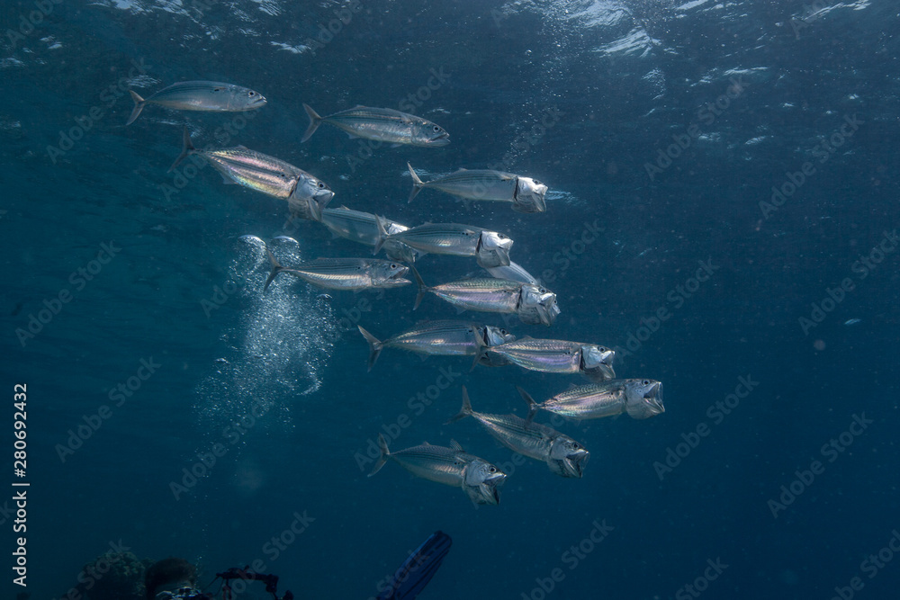 Fototapeta premium Jack Fish, Carangidae