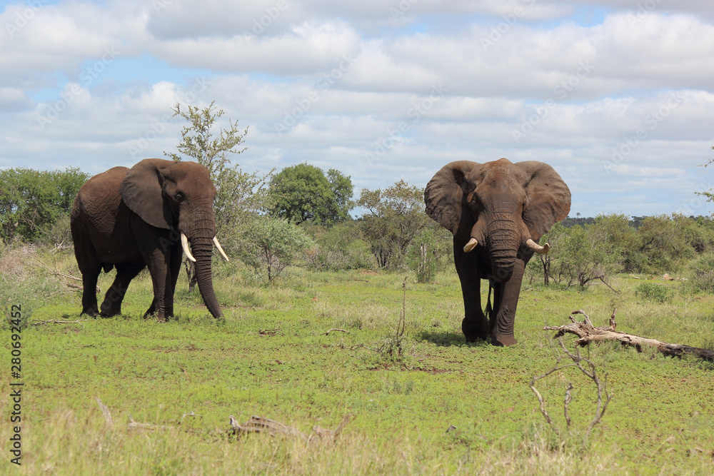 Fototapeta premium Afrikanischer Elefant / African elephant / Loxodonta africana
