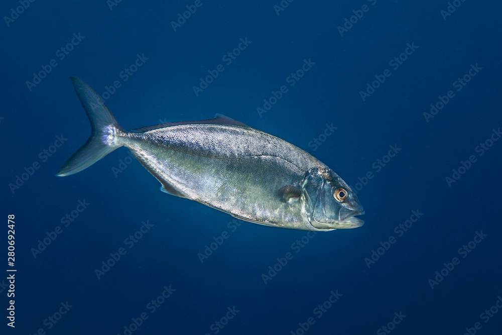 Fototapeta premium Jack Fish, Carangidae