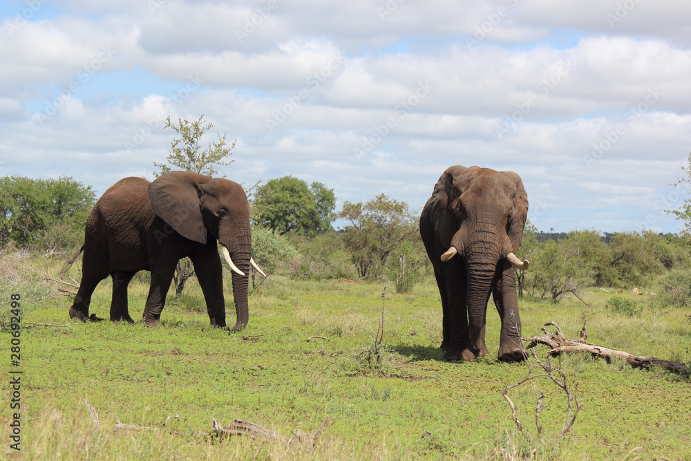 Afrikanischer Elefant / African elephant / Loxodonta africana