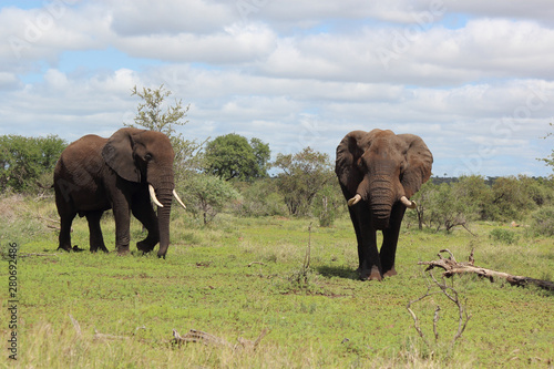 Afrikanischer Elefant   African elephant   Loxodonta africana