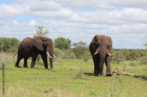 Afrikanischer Elefant   African elephant   Loxodonta africana