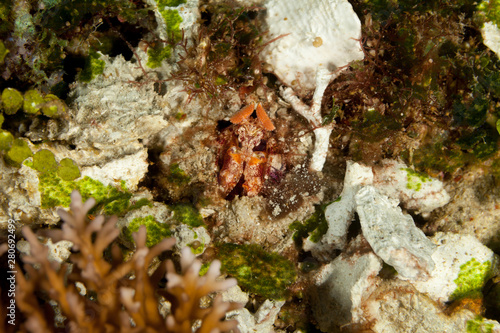 Lisa's Mantis Shrimp, Lysiosquillina lisa photo