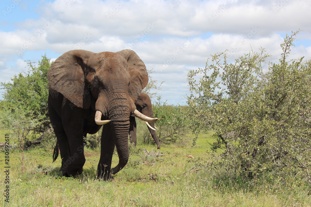 Fototapeta premium Afrikanischer Elefant / African elephant / Loxodonta africana