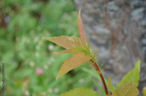 Green leaf in nature