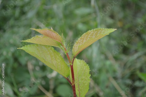 Green leaf in nature