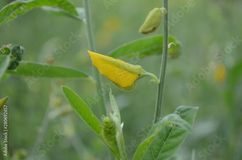 Beautiful and Cute Flower in Garden