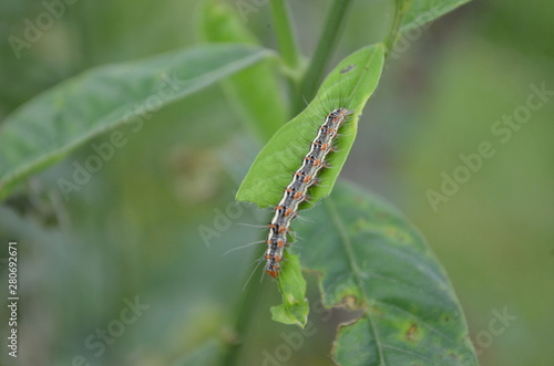 Green leaf in nature