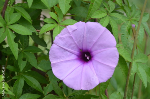 Beautiful and Cute Flower in Garden