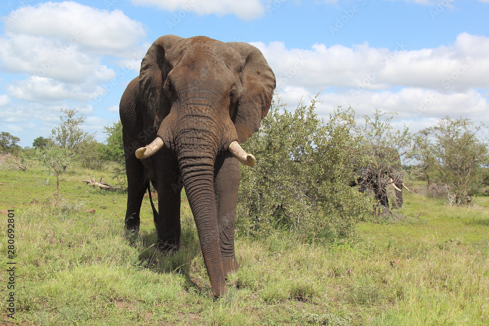 Fototapeta premium Afrikanischer Elefant / African elephant / Loxodonta africana