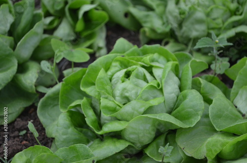 Green Fresh Vegetable in Garden