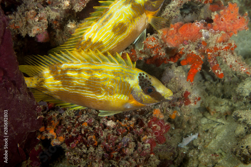 Masked spinefoot, Siganus puellus, also known as decorated rabbitfish or masked rabbitfish photo