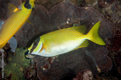 Fototapeta Masked spinefoot, Siganus puellus, also known as decorated rabbitfish or masked