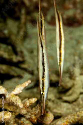Razorfish, Aeoliscus strigatus