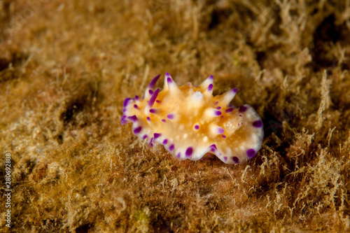 Mexichromis multituberculata photo