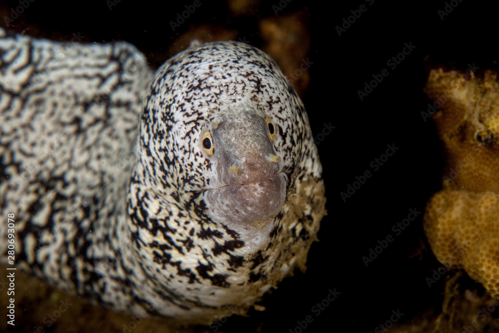 Obraz premium white Moray eel