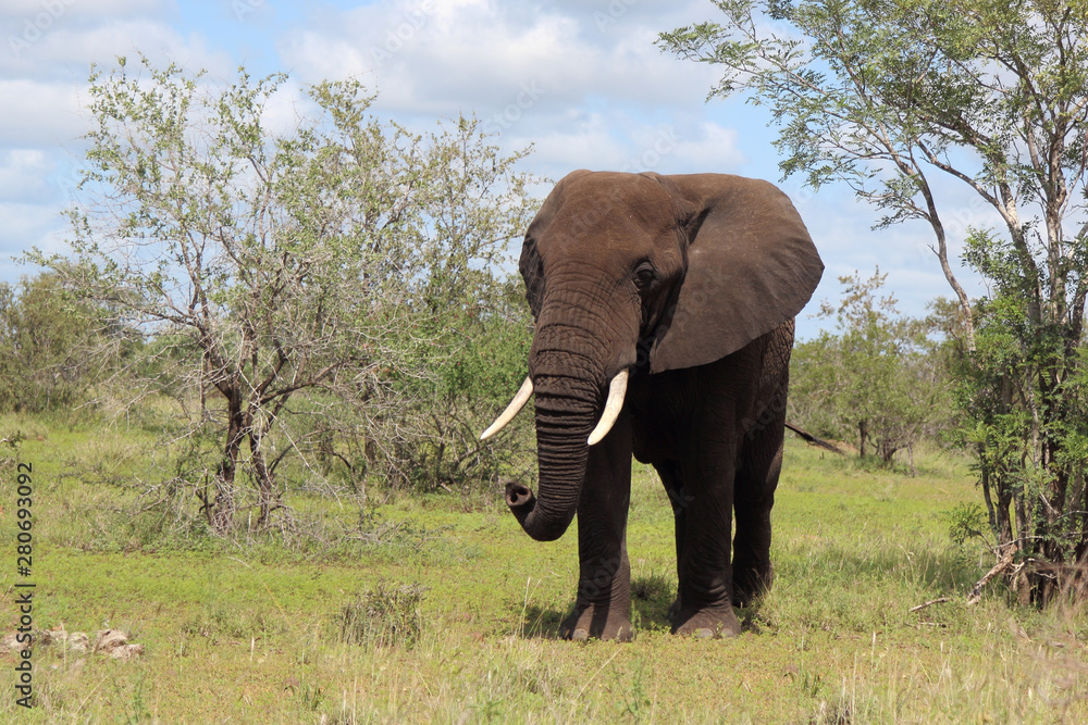 Fototapeta premium Afrikanischer Elefant / African elephant / Loxodonta africana