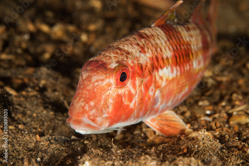 Tableau sur toile Striped red mullet, Mullus surmuletus