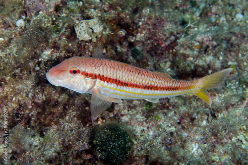 Striped red mullet, goatfish, Mullus surmuletus