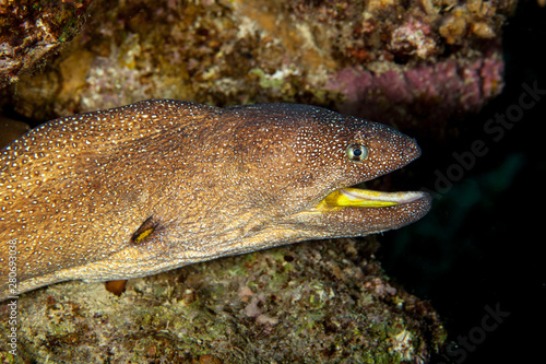 Yellowmouth Moray Eel - Gymnothorax nudivomer photo