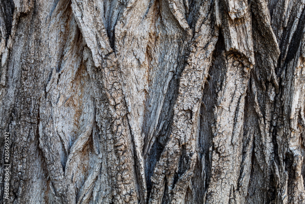 Closeup Tree Bark Texture Background Closeup Tree Bark Texture Background