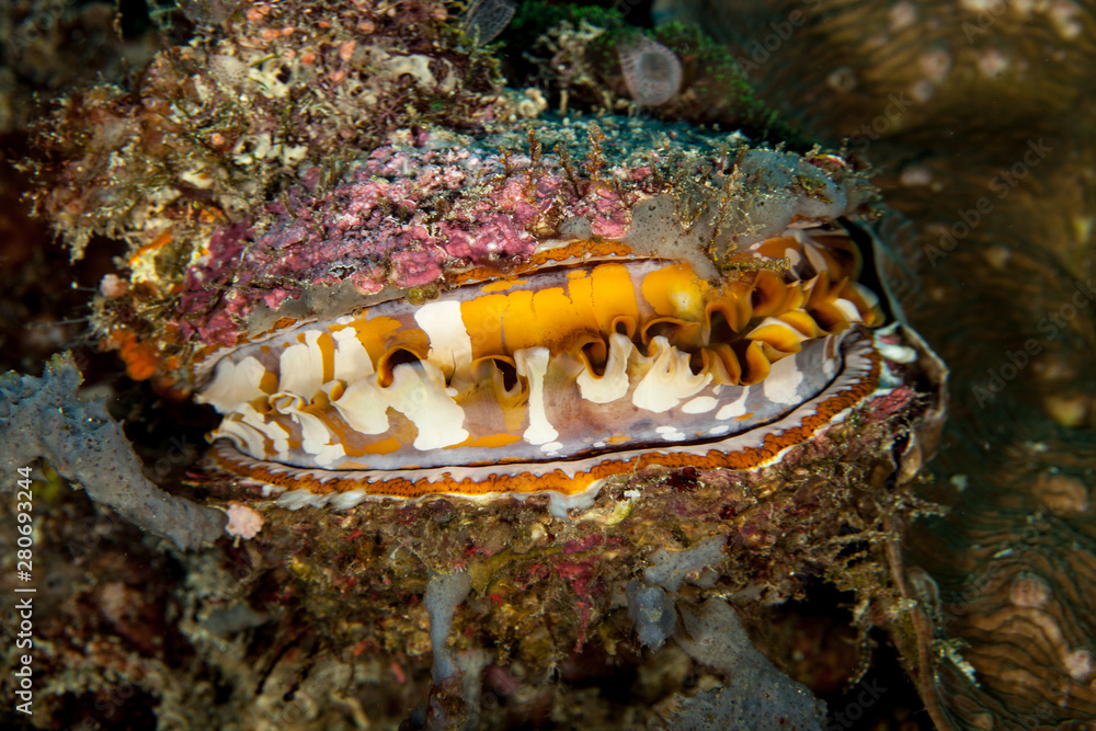 Spondylus varius, is a species of large saltwater clam, a marine ...