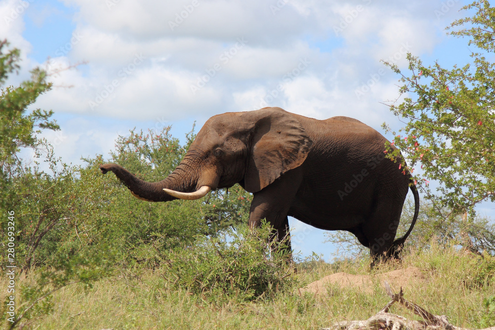Fototapeta premium Afrikanischer Elefant / African elephant / Loxodonta africana