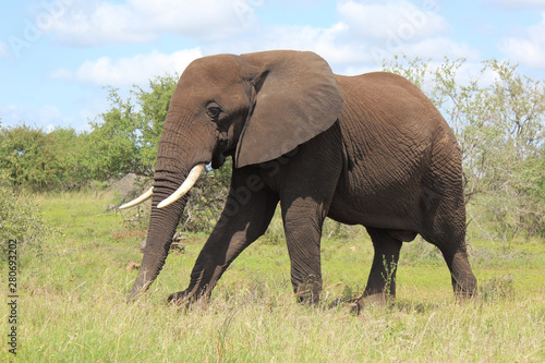 Afrikanischer Elefant   African elephant   Loxodonta africana